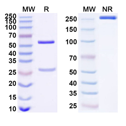 Anti-Human KEAP1 Antibody (SAA1674)