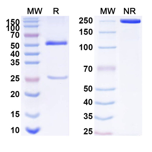 Anti-Human KRAS/K-Ras 2 Antibody (SAA1513) Anti-Human KRAS/K-Ras 2 Antibody (SAA1513)
