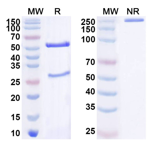 Anti-Human MBTD1 IP Antibody (SAA0210)