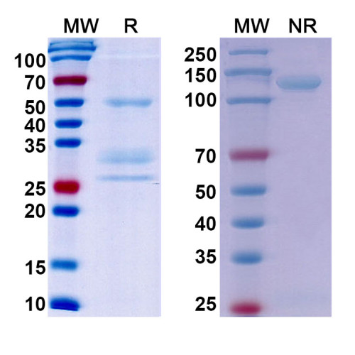 Anti-Human MET/c-Met/HGFR Antibody (SAA0765)