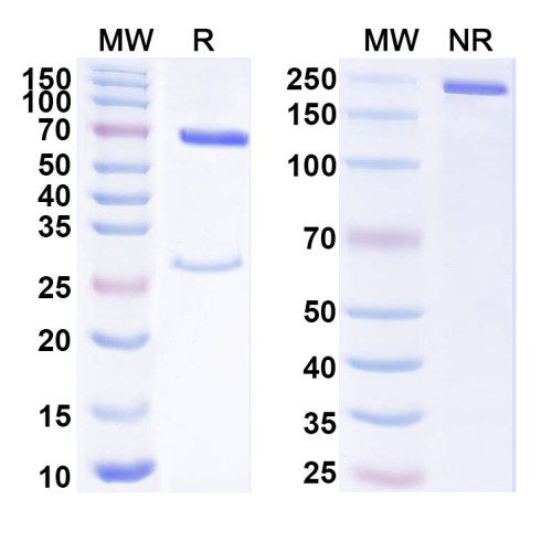 Anti-Human MUCL1/SBEM/MLP1 Antibody (SAA1817) Anti-Human MUCL1/SBEM/MLP1 Antibody (SAA1817)