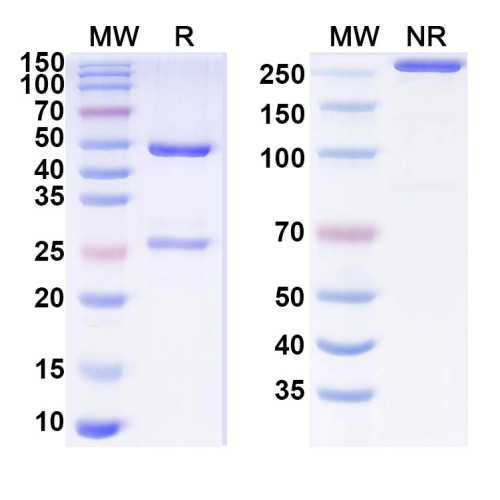 Anti-Human MYH6/7 Antibody (B7)