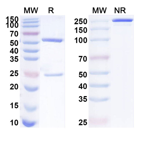 Anti-Human OR10H1 Antibody (SAA1924) Anti-Human OR10H1 Antibody (SAA1924)