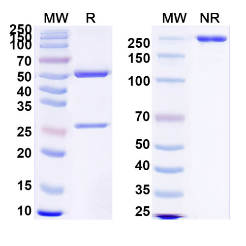 Anti-Human PSA/KLK3 Antibody (SAA0480)