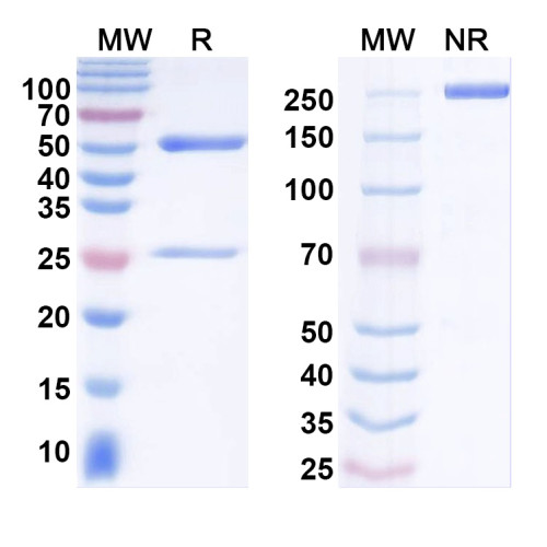 Anti-Human PSIP1 IP Antibody (SAA0264) Anti-Human PSIP1 IP Antibody (SAA0264)