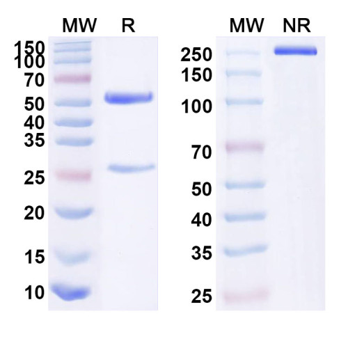 Anti-Human PTN Antibody (SAA1600)