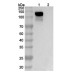 Anti-Human ROBO1 Antibody (SAA1494) Anti-Human ROBO1 Antibody (SAA1494)