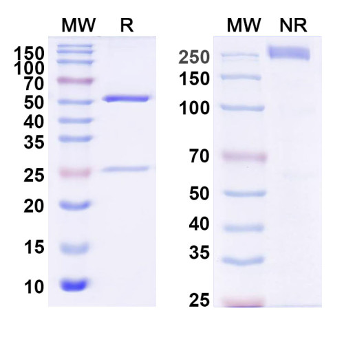 Anti-Human ROR1/NTRKR1 Antibody (4A5)