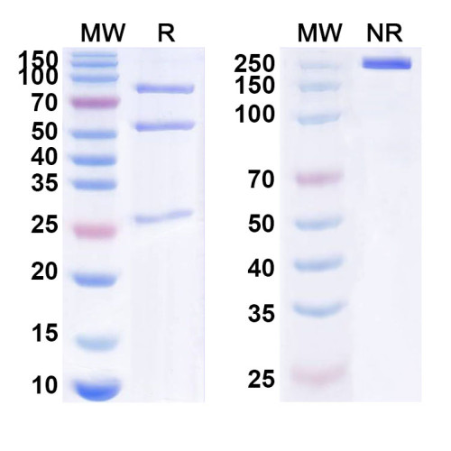 Anti-Human RYK Antibody (SAA1631) Anti-Human RYK Antibody (SAA1631)