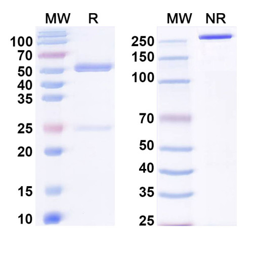 Anti-Human SLC6A4/SERT Antibody (8B6)