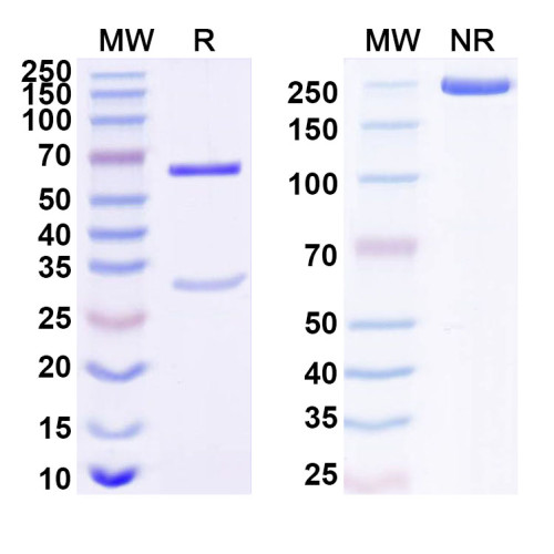 Anti-Human STX1A Antibody (SAA1684)