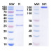 Anti-Human SULF2 Antibody (8G1) Anti-Human SULF2 Antibody (8G1)