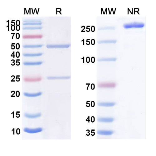 Anti-Human TDRD3 IP Antibody (SAA0234) Anti-Human TDRD3 IP Antibody (SAA0234)