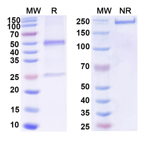 Anti-Human TDRKH IP Antibody (SAA0235)