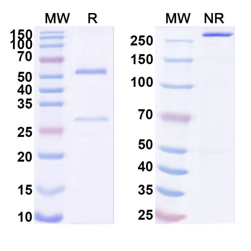 Anti-Human TLR7 Antibody (SAA1718) Anti-Human TLR7 Antibody (SAA1718)