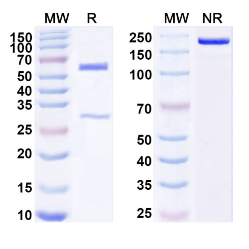 Anti-Human VSTM5 Antibody (SAA1804)