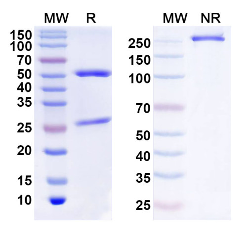 Anti-Human ZSCAN29 Antibody (C1)