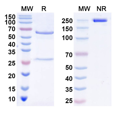 Anti-Human ZSCAN5C Antibody (S181)