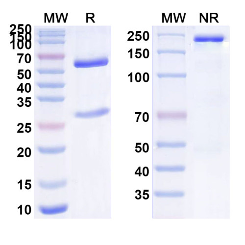 Anti-Human hCG/CGB Antibody (SAA1464)