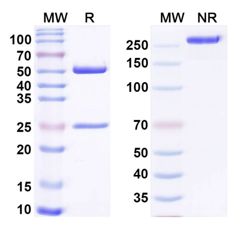 Anti-Hypusine Antibody (Hpu98) Anti-Hypusine Antibody (Hpu98)
