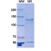 Anti-Hypusine antibody (Hpu24) Anti-Hypusine antibody (Hpu24)