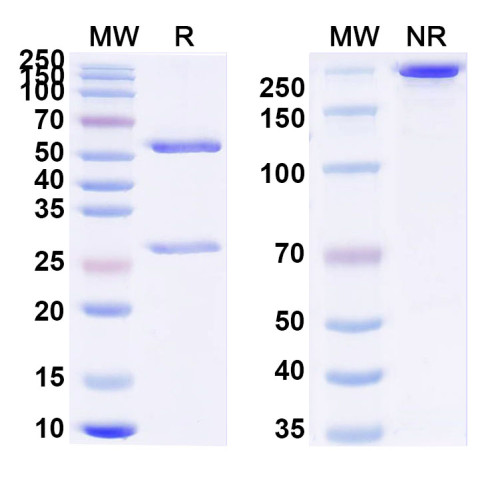 Anti-Influenza A virus Neuraminidase/NA protein Antibody (SAA1424)