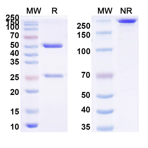 Anti-K48-linked Polyubiquitin Antibody (SAA0329)