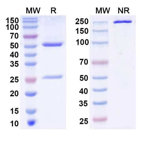 Anti-KChIP3 K+ channel Antibody (K66/29)