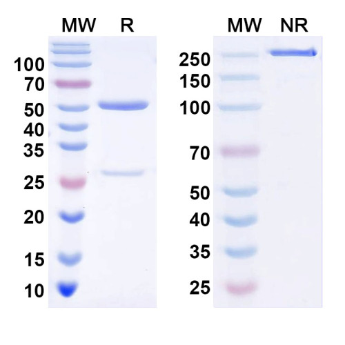 Anti-KChIP4 K+ channel Antibody (N423/75) Anti-KChIP4 K+ channel Antibody (N423/75)