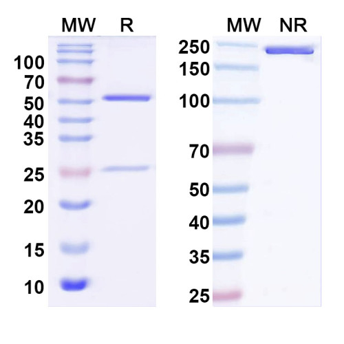 Anti-Kir2.2 K+ channel Antibody (N124B/38)