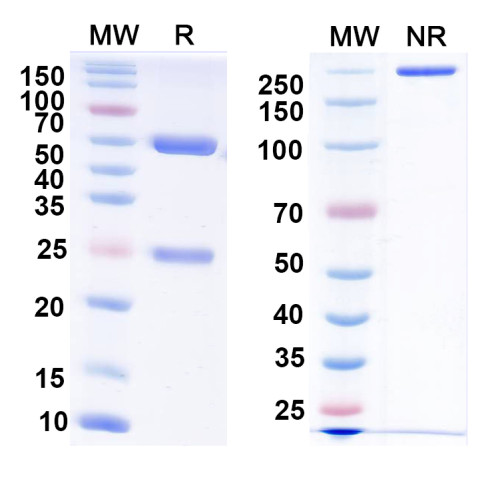 Anti-Kir2.4 K+ channel Antibody (N465/11) Anti-Kir2.4 K+ channel Antibody (N465/11)