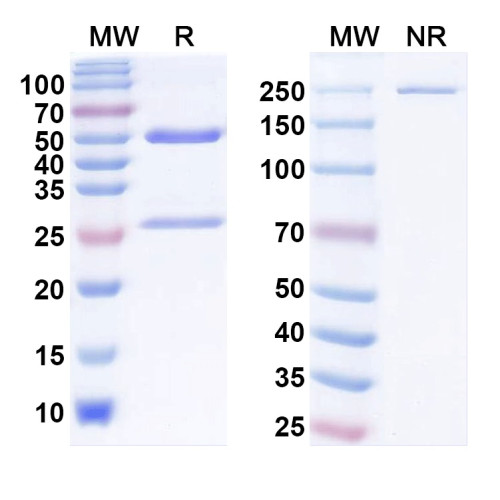Anti-Kv11.1 K+ channel Antibody (N369/5)