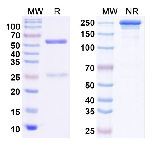 Anti-Kv2.1 K+ channel Antibody (L80/21) Anti-Kv2.1 K+ channel Antibody (L80/21)