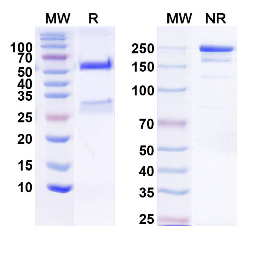 Anti-Kv4.2 K+ channel Antibody (K53/33) Anti-Kv4.2 K+ channel Antibody (K53/33)