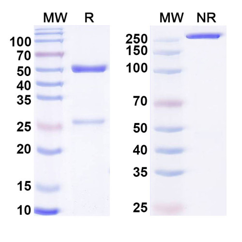 Anti-LPS/Lipopolysaccharide Antibody (SAA0592) Anti-LPS/Lipopolysaccharide Antibody (SAA0592)