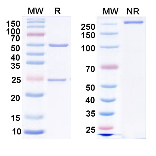 Anti-LRP4 Antibody (N207/27) Anti-LRP4 Antibody (N207/27)