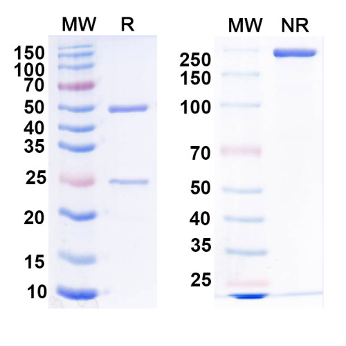 Anti-LRRTM2 Antibody (N209B/31)