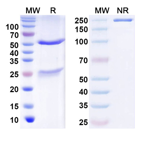 Anti-LRRTM4 Antibody (N205B/22) Anti-LRRTM4 Antibody (N205B/22)