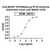 Anti-MARV VP35/Marburg VP35 Antibody (SAA1444) Anti-MARV VP35/Marburg VP35 Antibody (SAA1444)