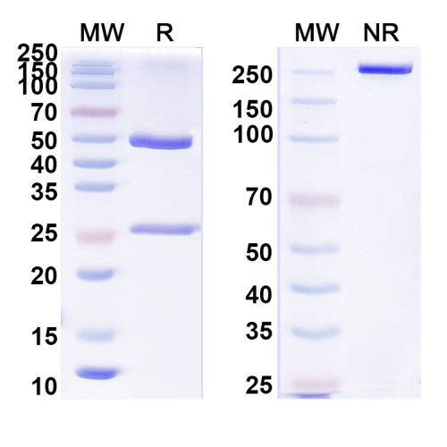 Anti-MERS-CoV RBD Antibody (4V2) Anti-MERS-CoV RBD Antibody (4V2)