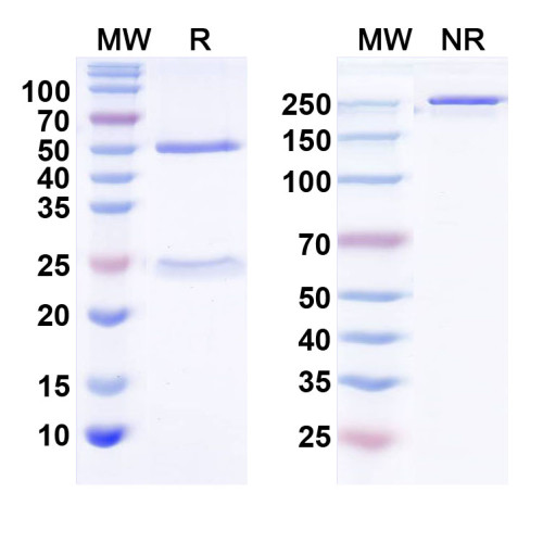Anti-MFF Antibody (N382/69) Anti-MFF Antibody (N382/69)