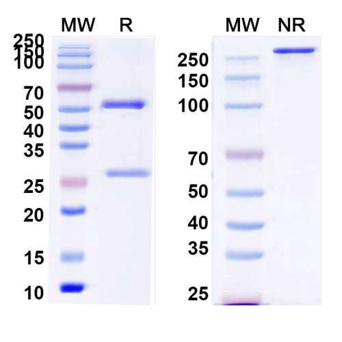 Anti-MPTS Antibody (SAA0788) Anti-MPTS Antibody (SAA0788)