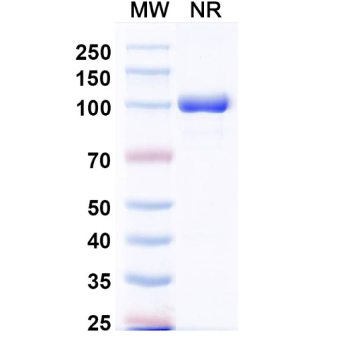 Anti-MPXV A29L Antibody (P2E12) Anti-MPXV A29L Antibody (P2E12)