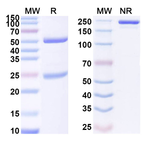 Anti-Mouse CXCL10/IP-10 Antibody (54)