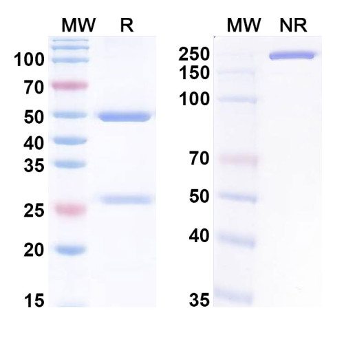 Anti-Mouse GIPR/GIP-R Antibody (SAA0400) Anti-Mouse GIPR/GIP-R Antibody (SAA0400)