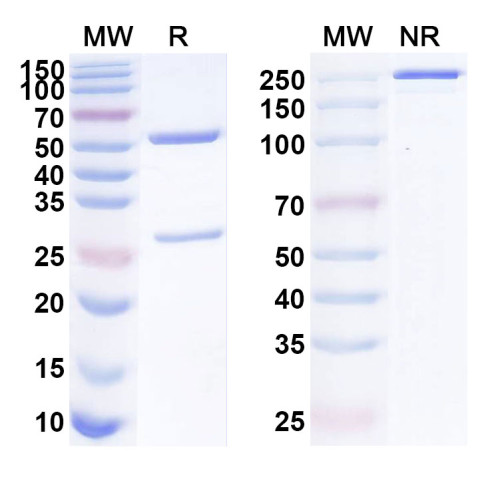 Anti-Mouse GPC1 Antibody (SAA0273)