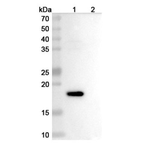 Anti-Mouse IL2 Antibody (JES6-1A12)