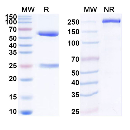 Anti-Mouse IL2 Antibody (S4B6) Anti-Mouse IL2 Antibody (S4B6)