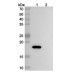 Anti-Mouse IL2 Antibody (S4B6) Anti-Mouse IL2 Antibody (S4B6)
