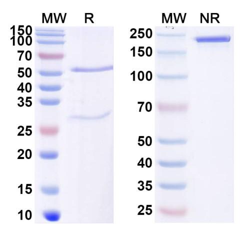 Anti-Mouse ZNF423 Antibody (N328B/37R)